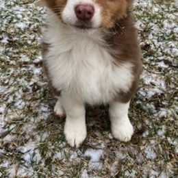 Australian Shepherd Puppies from Rockin' Aussies