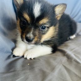 Boy 3 - Black and tan male Pembroke Welsh Corgi puppy in Oklahoma from DRB Australian Shepherds