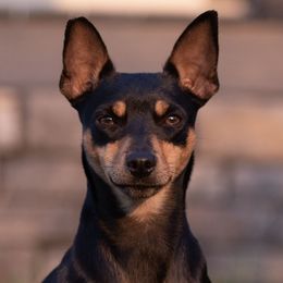 Australian Shepherds and Rat Terriers from Annette's Puppies