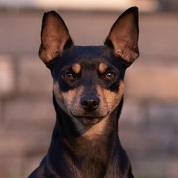 Australian Shepherds and Rat Terriers from Annette's Puppies