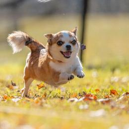 Chihuahua All Grown Up from Knox Rock'n Chihuahuas