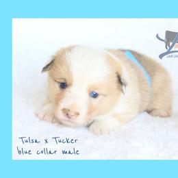 Blue male - White and red male Pembroke Welsh Corgi puppy in Wayne City, Illinois from Lash Livestock & Corgis