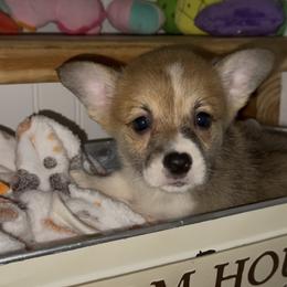 AKC Yellow Sun - Red male Pembroke Welsh Corgi puppy in Summerfield, Florida from Promise Land Farm