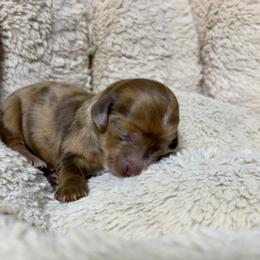 Pecan - Dapple female Dachshund puppy in Sterling, Colorado from Country Chics Doxies