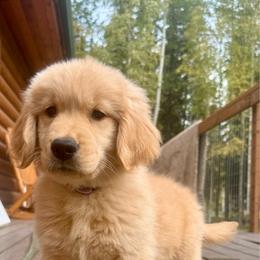 Dolly - Golden female Golden Retriever puppy in North Pole, Alaska from Mulberry Retrievers