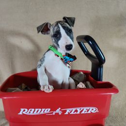 Mannus - White and fawn brindle Whippet puppy in Sweet Home, Oregon from Imperialis Kennels