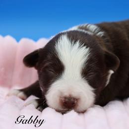 Gabby - Red tri female Miniature Australian Shepherd puppy in Weeki Wachee, Florida from Arlington's Mini Aussies