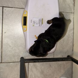 Rottweiler Puppies from Von Locher Rotties