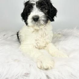 Aussiedoodle and Goldendoodle Puppies from Dandy Doodle Ranch