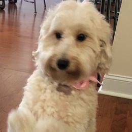 Bernedoodles and Goldendoodles from Heather Mccluney