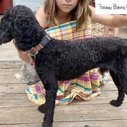 Finn - Poodle