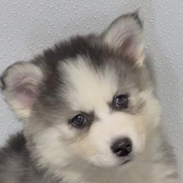 Velvet - Red and white female Pomsky puppy in Spring Hill, Florida from PDQ Pomskies