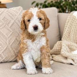 Pawny - Red female Bernedoodle puppy in Yuciapa, California from AlltheDoodlez_