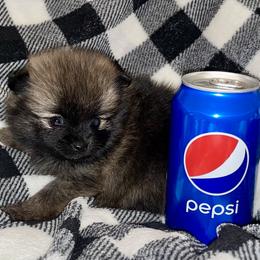 Pomeranian Puppies from Whippoorwill Pomeranians