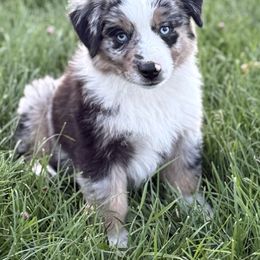 Miniature American Shepherd, Miniature Australian Shepherd, and Toy Australian Shepherd Puppies from Iron Spirit Homestead & Aussies