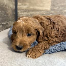 Luke - Red male Cavapoo puppy in Camden, Michigan from FurEver Friends Finder