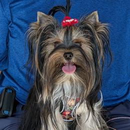 Ruby - Yorkshire Terrier