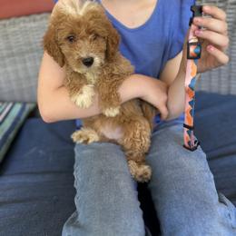 Orange and blue - Red  female Goldendoodle puppy in Lake Butler, Florida from Providence Ranches