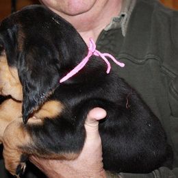 Bloodhound and Mastiff Puppies from Teoc Bloodhounds and Mastiffs