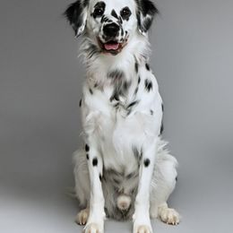 Walter - Dalmatian