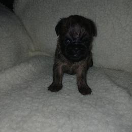 Marley - Black and tan male Brussels Griffon puppy in Mayville, Michigan from Carol's Brussels Griffon