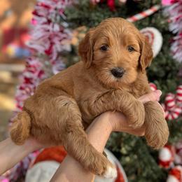 Candy Cane (Red Collar) - Red  female Goldendoodle puppy in Bay City, Texas from Charming Doods