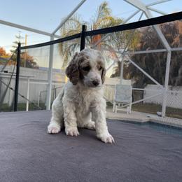Teddy ( red collar) - Parti male Poodle puppy in Port Saint Lucie, Florida from Abbott Standard Poodles