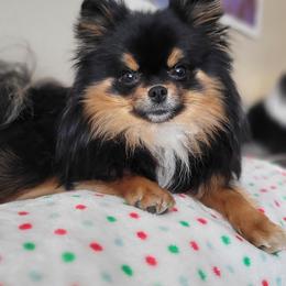 Pomeranian puppies from Pop Off Poms & Chis