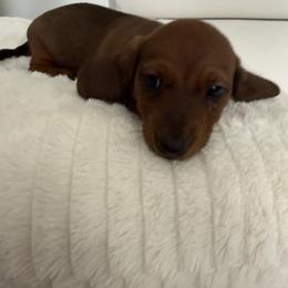 Girl 2 - Red female Dachshund puppy in Spokane, Washington from Dearhaven Doxie