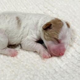 Poodle Puppies from Yellow Dog Farm