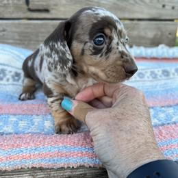 Dachshund Puppies from 4E Dachshunds