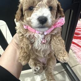 Chanel - Apricot female Maltipoo puppy in Apple Valley, California from Boujeepups