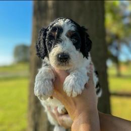 Finn - Black and white male Bernedoodle puppy in Inola, Oklahoma from Blue Stem Companions