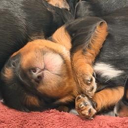 Cha Cha (Purple) - Black and tan female Cavapoo puppy in Georgetown, Texas from Mc Doodles of Texas LLC