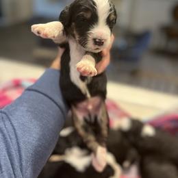 Cupid - Tri-color male Bernedoodle puppy in Rancho Mirage, California from Joe’s Poodles & Bernedoodles