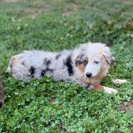 Juni - Blue merle female Miniature Australian Shepherd puppy in Shingletown, California from Whiskeytown Aussies