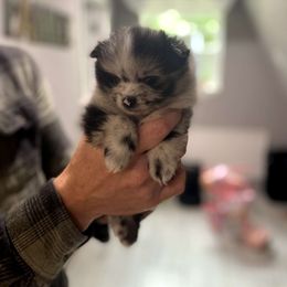 Rosita - Blue merle Pomeranian puppy in Newark, Texas from Uniting Families Pomeranians