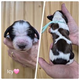 Icy - Red and white female English Springer Spaniel puppy in Freeland, Michigan from McNally's Springer Spaniels