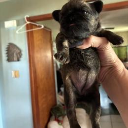 Amelia - Belge female Brussels Griffon puppy in Mayville, Michigan from Carol's Brussels Griffon