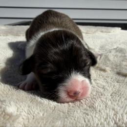 Paris - Sable female Pembroke Welsh Corgi puppy in Fairchild, Wisconsin from Reigning Corgis