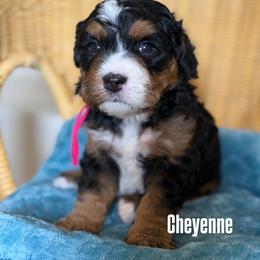 Girl 1 - female Bernedoodle puppy in Syracuse, Utah from Redrockbernedoodles