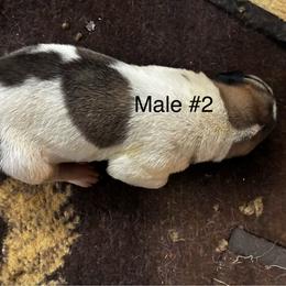 Boy 2 - Biscuit and white male Anatolian Shepherd Dog puppy in Daggett, Michigan from T&S Anatolians