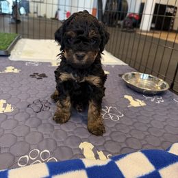 Kash - Black and tan male Cockapoo puppy in Excelsior, Minnesota from Stella’s Six