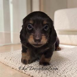 Nash - Chocolate and tan male Dachshund puppy in Oklahoma City, Oklahoma from OkieDoxieland Dachshunds