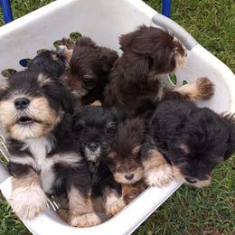 Miniature Schnauzers from Jan's Miniature Schnauzers