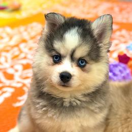 Noodle - Gray and white male Pomsky puppy in Centerville, Iowa from LJ Kennels Pomskies, LLC