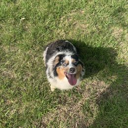 Miniature Australian Shepherd All Grown Up from RLM Mini Australian Shepherds