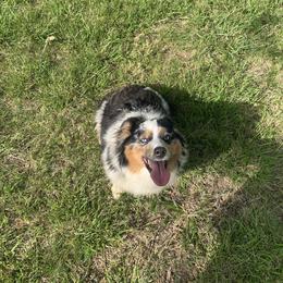 Miniature Australian Shepherd All Grown Up from RLM Mini Australian Shepherds