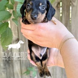 Chandler - Black and tan male Dachshund puppy in Royse City, Texas from Truehearted Miniature Dachshunds
