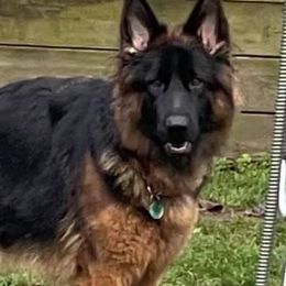 German Shepherds from S and R kennels